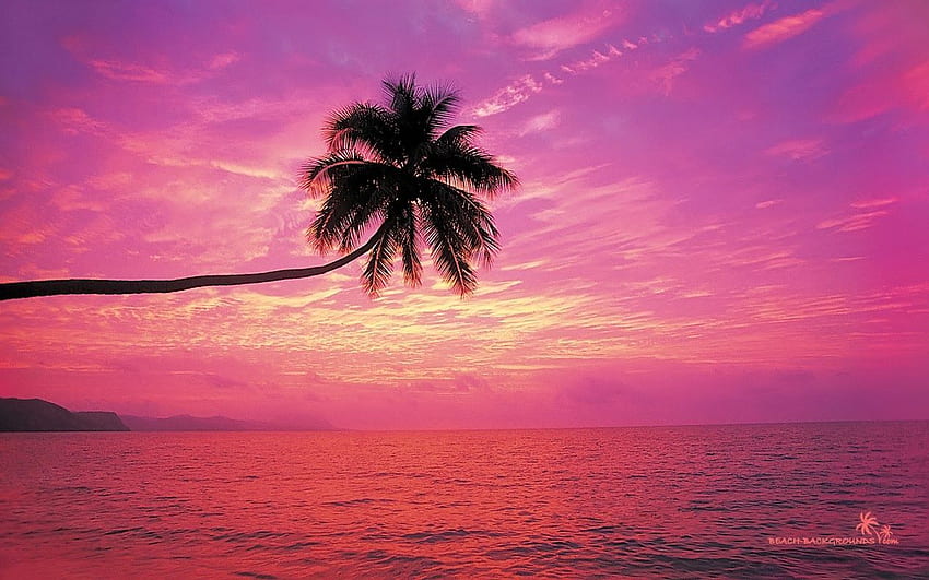 열대 해변 . 배경, 핑크 트로피컬 비치 HD 월페이퍼