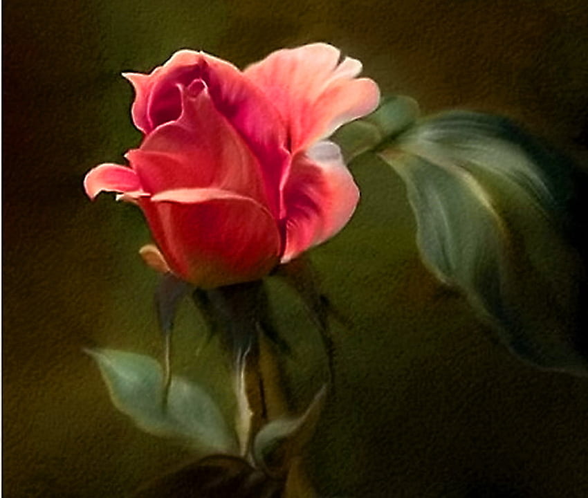 Rosa di Dianna, rosa, bianco, corallo, foglie, nero, singolo Sfondo HD
