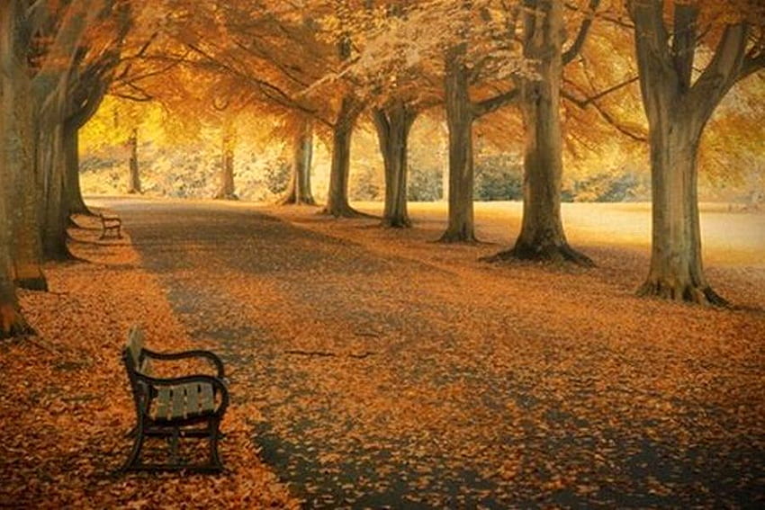 Bench-Fallen-Leaves, 벤치, 아름다운, , 낙엽 HD 월페이퍼