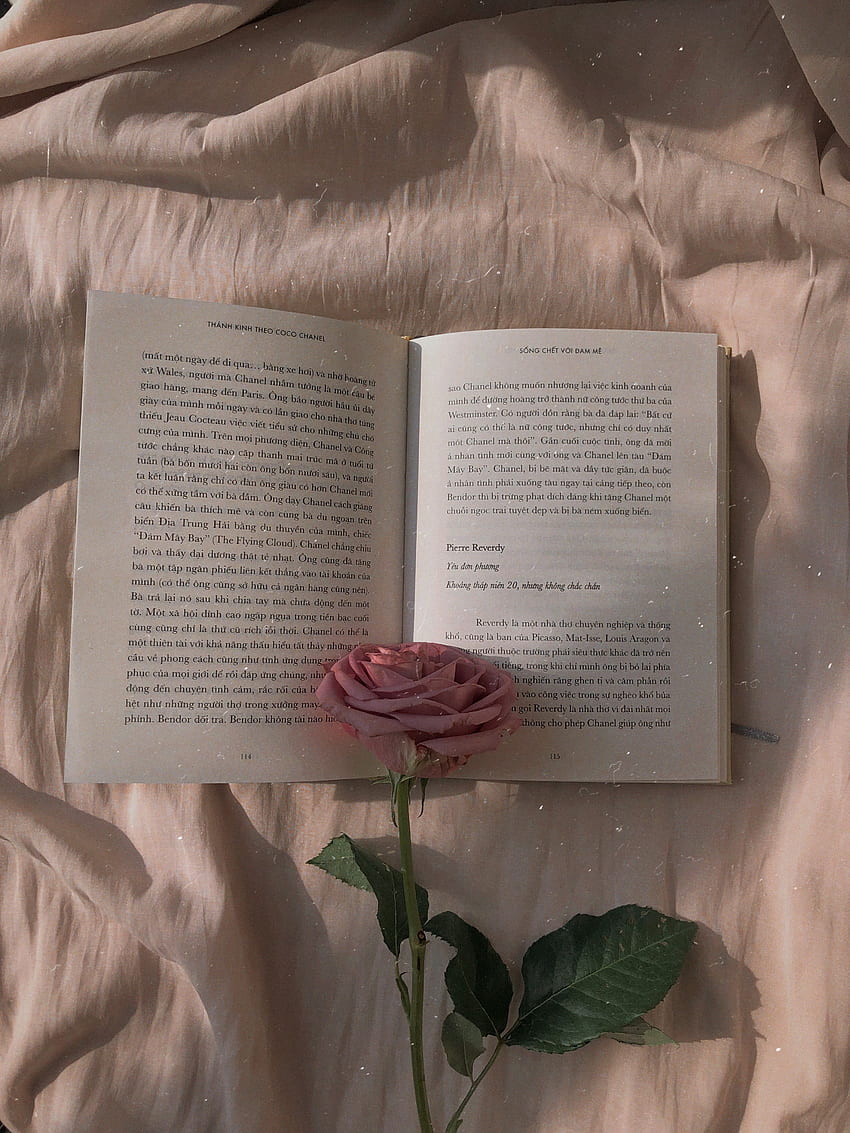 開いた本にピンクのバラ – 本、シャネルのバラ HD電話の壁紙