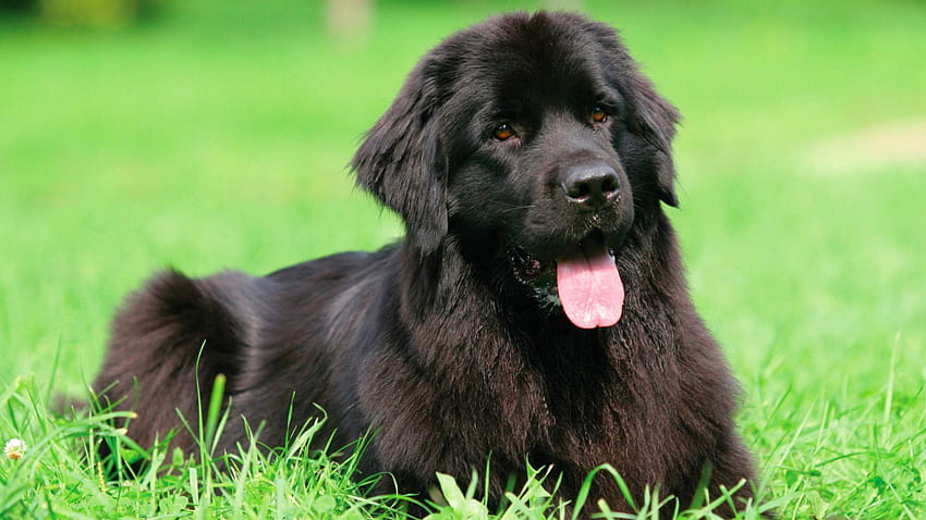 Originally from Canada, Newfoundlands can be black, brown, white or gray. They are known for their giant size, int. Loyal dog breeds, Dog breeds, Newfoundland dog, Newfoundland Puppy HD wallpaper