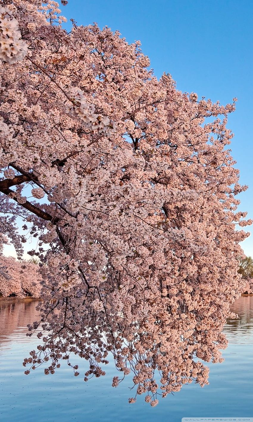 울트라용 워싱턴 DC 벚꽃 ❤ HD 전화 배경 화면