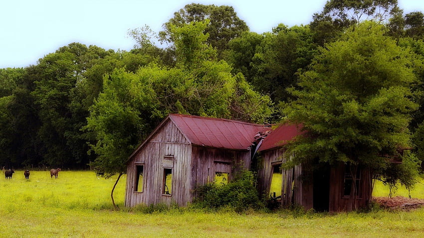 heruntergekommene alte Scheune auf einer Weide, Scheune, Kühe, Ruine, Weide, Wald HD-Hintergrundbild