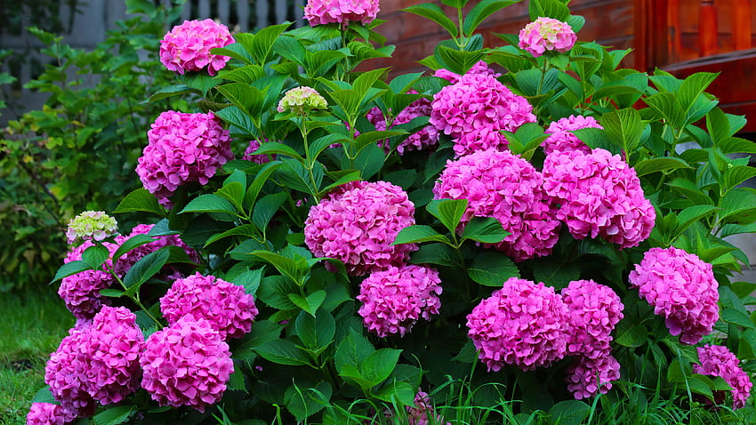 Pink hydrangea, summer, pink, hydrangea, flower, garden, beautiful HD wallpaper