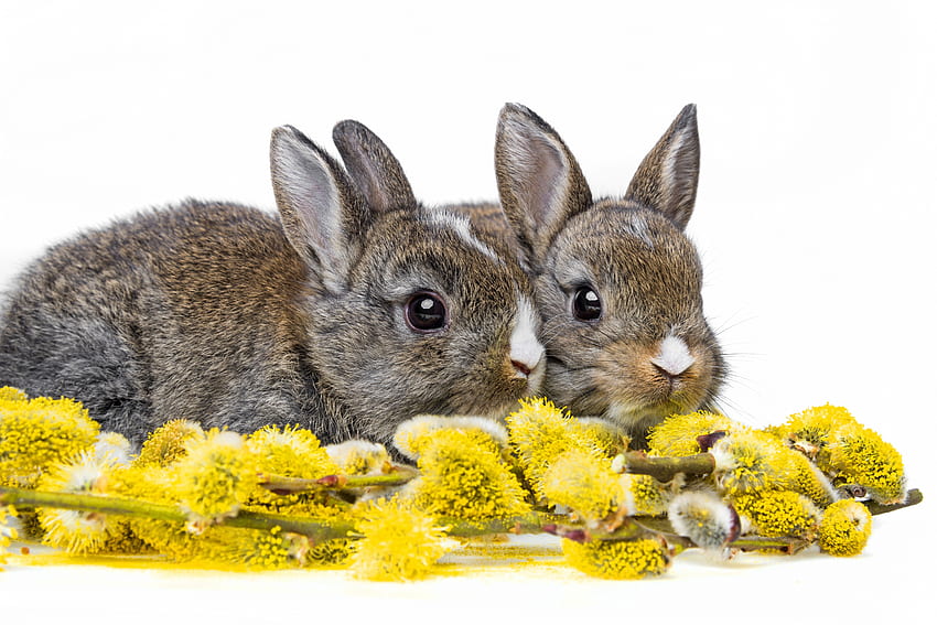 Сладки зайчета, зайчета, Великден, животни, цветя, пролет HD тапет