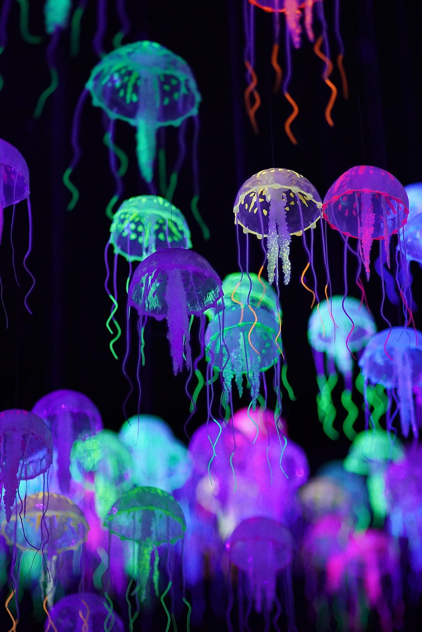 Animals, Jellyfish, Multicolored, Motley, Glow, Luminescence HD phone wallpaper