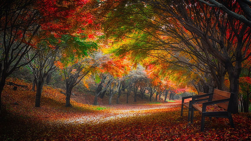 Jesień, czerwień, zieleń, liść, pomarańcza, las, toamna, drzewo Tapeta HD