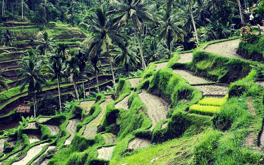 Amazing Rice Fields in Ubud Indonesia, Ubud Bali HD wallpaper
