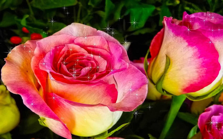 Two Roses, roses, pretty, yellow, red, flowers HD wallpaper