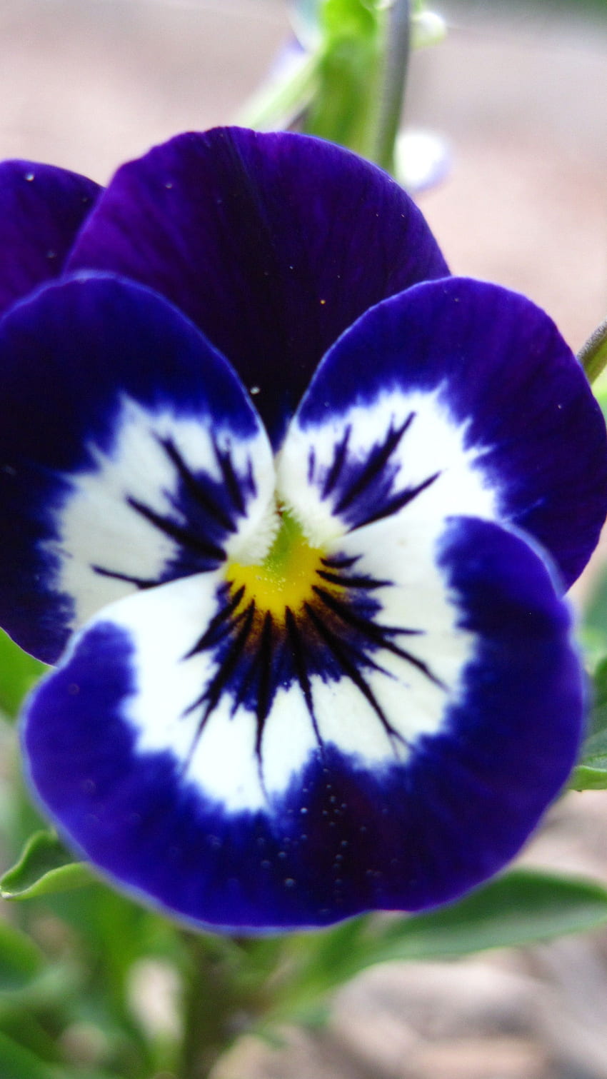 Pansy, Blue Adorable Flower HD phone wallpaper | Pxfuel