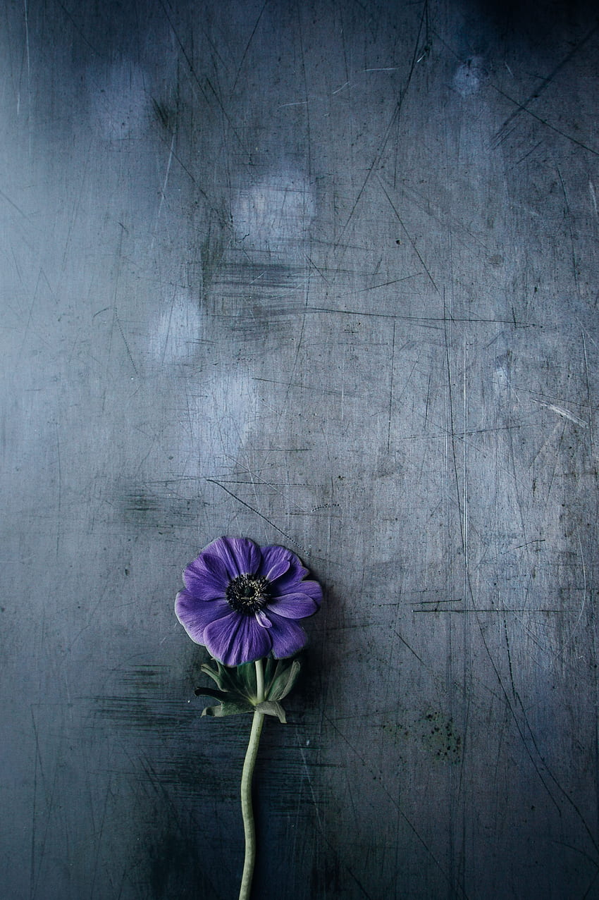 Arrière-plan, Fleurs, Violet, Fleur, Purple, Tige, Tige Fond d'écran de téléphone HD