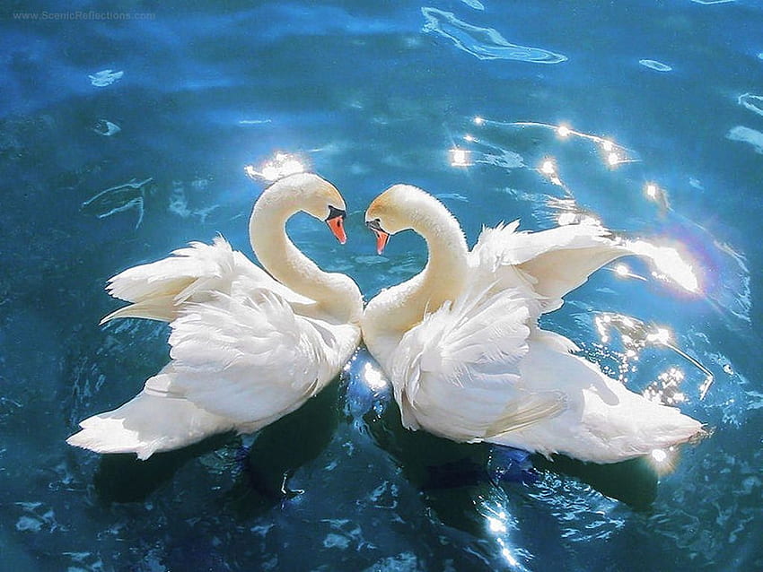 Swan Heart . Simply beautiful!. t HD wallpaper