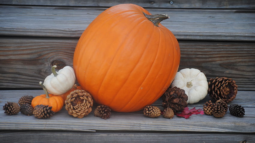 : Pumpkins Fall Holiday Decoration. Ultra HD wallpaper