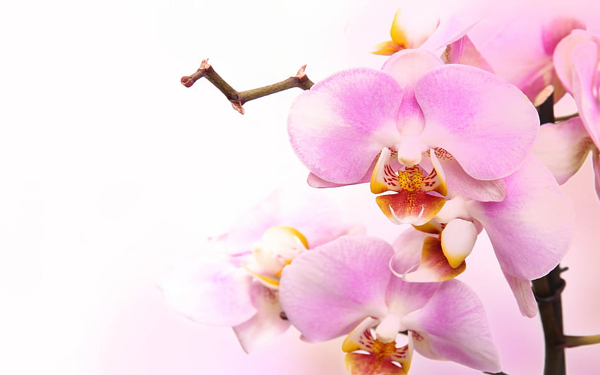 Розова орхидея, орхидея, цветя, спа HD тапет