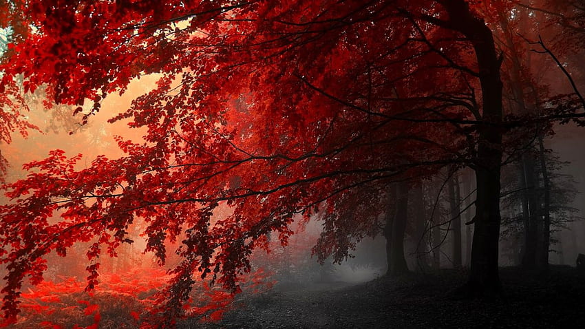 Червен клен здрачна гора., Японско кленово дърво HD тапет