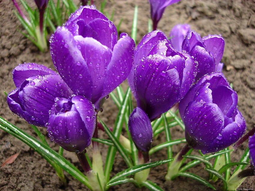 ดอกไม้ หยดน้ำ ความสดชื่น ฤดูใบไม้ผลิ พริมโรส ดอกโครคัส วอลล์เปเปอร์ HD