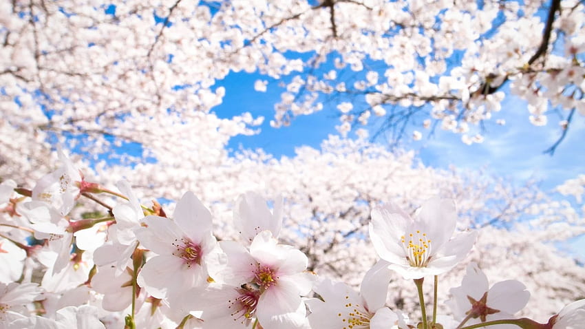 Cherry Blossom, Cherry Blossoms Anime Scenery HD wallpaper