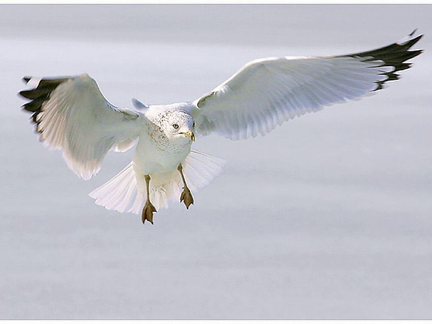Sea Gull, cool, flying, sea-gull HD wallpaper