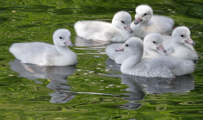 Baby Swans, łabędzie, biały, dzień, odbicie, zwierzęta, dziecko, jezioro Tapeta HD