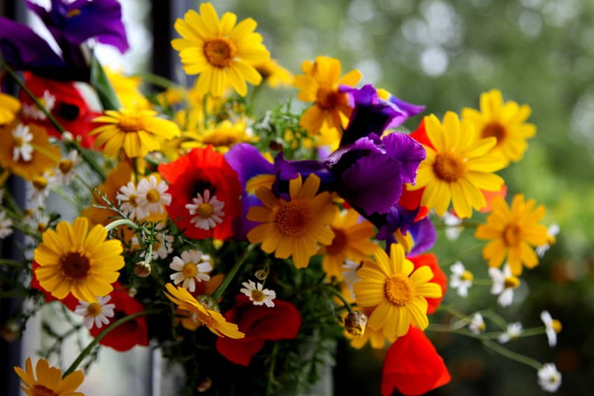Kwiaty, purpura, bukiet, kolor żółty, czerwień, kolory, natura, różne Tapeta HD