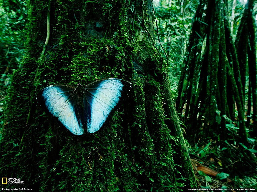 動物と熱帯雨林。 熱帯雨林、熱帯雨林、熱帯雨林のトカゲ、ベネズエラの熱帯雨林 高画質の壁紙