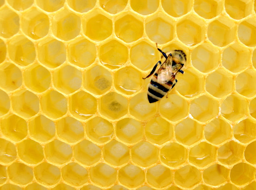 Honeycomb, Beehive HD wallpaper