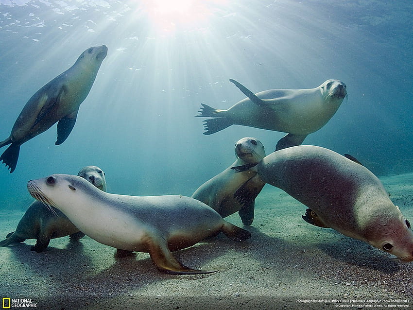 Top 77 Sea Lion - Animal Spot, Fur Seal HD wallpaper