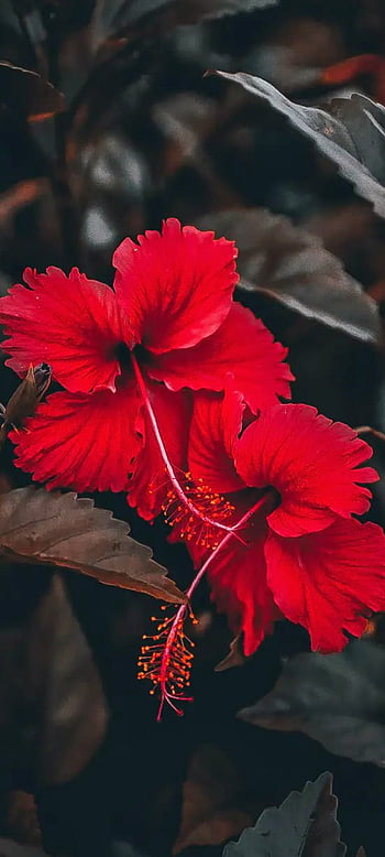 Hibiscus and roses HD wallpapers | Pxfuel