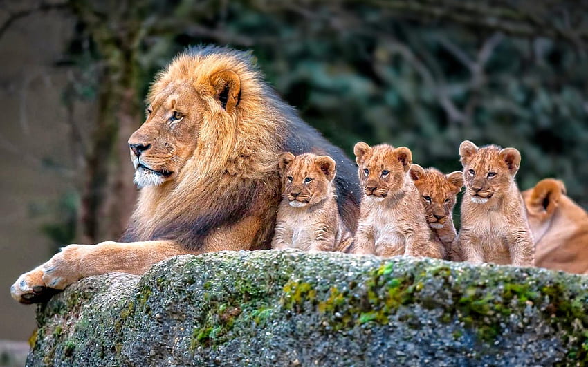 O Rei e as crianças, Leões, Orgulho, filhotes, Macho papel de parede HD