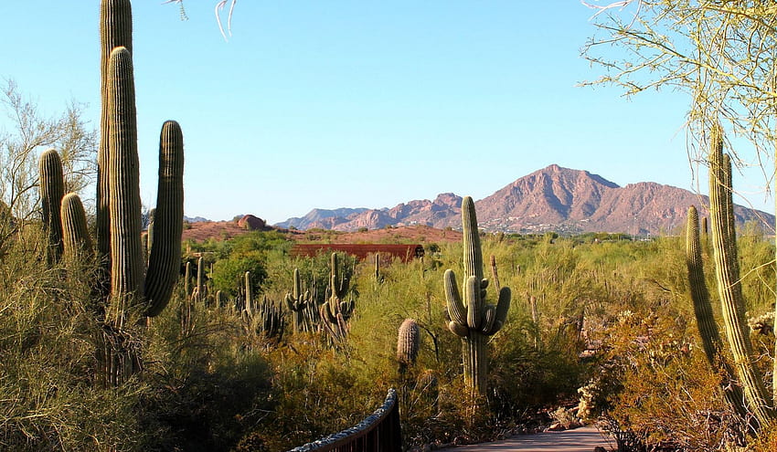 Desert Landscape, landscape, desert, saguaro, cactus HD wallpaper