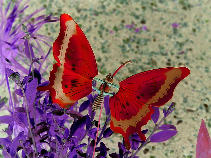 kupu-kupu langka. kupu-kupu merah langka – – 2048 x 1536 Wallpaper HD