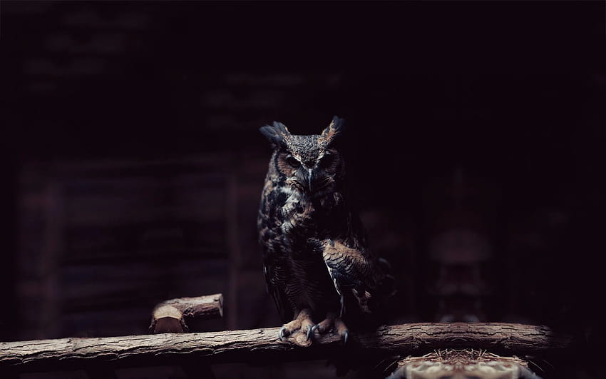 Ultra owl night HD wallpaper | Pxfuel