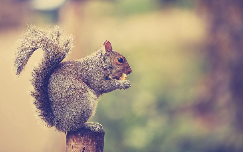 Animals, Squirrel, Sit, Tail, There Is, Eat HD wallpaper