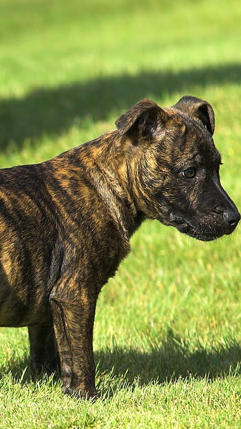 what breeds of dog have brindle