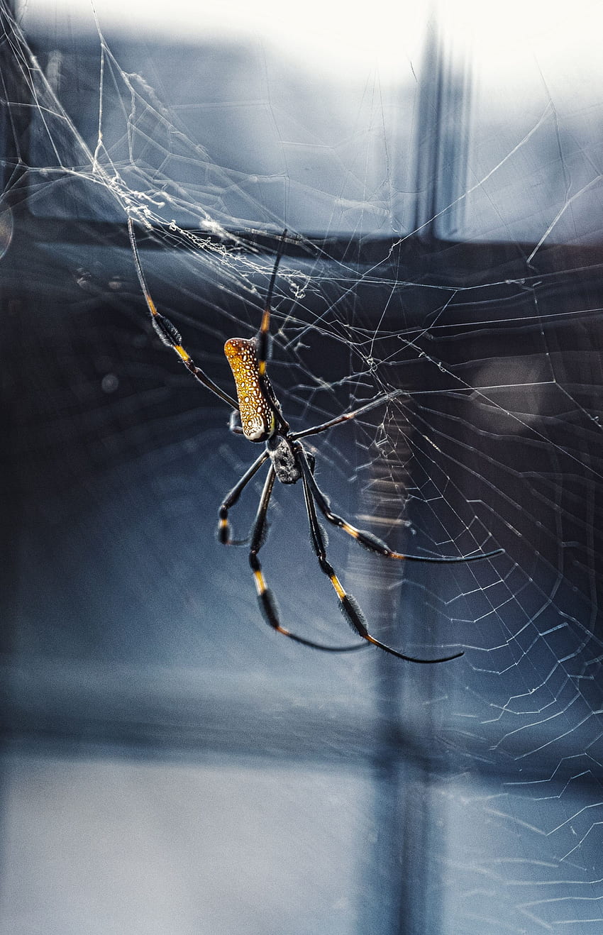 Web, macro, insecto, araña, tejido, trenzado fondo de pantalla del teléfono