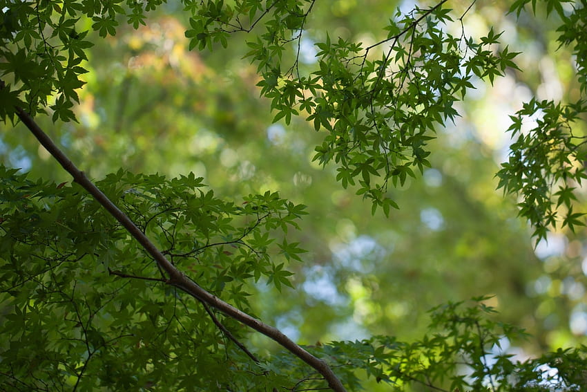 Natur, Blätter, Zweige HD-Hintergrundbild