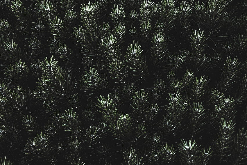 Jarum, Pinus, Gelap, Cabang Wallpaper HD