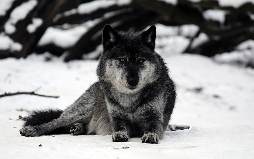 Grey Wolf Resting In The Snow - Bozkurt HD wallpaper