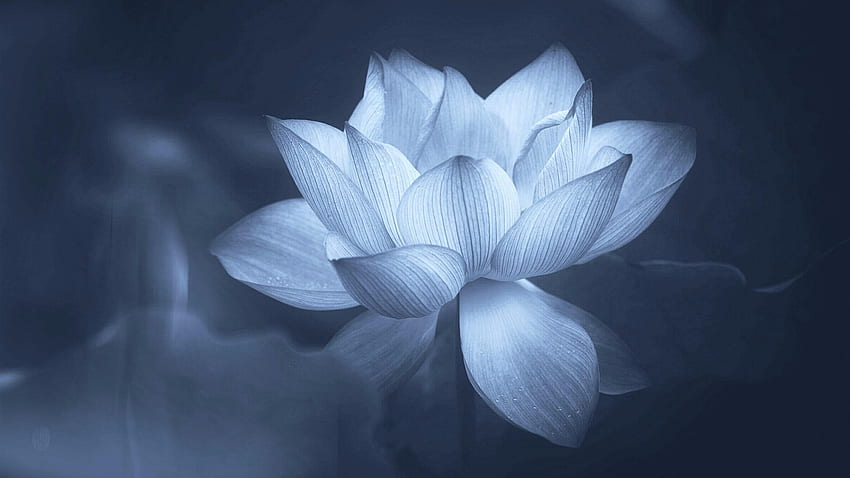 Gri tonlamalı lotus çiçeği, kutsal lotus, petal, flora, su bitkisi • For You For & Mobile, Siyah Lotus Çiçeği HD duvar kağıdı