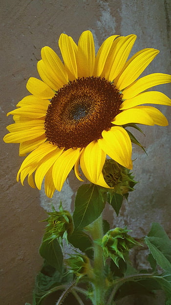 Girasol HD wallpapers | Pxfuel