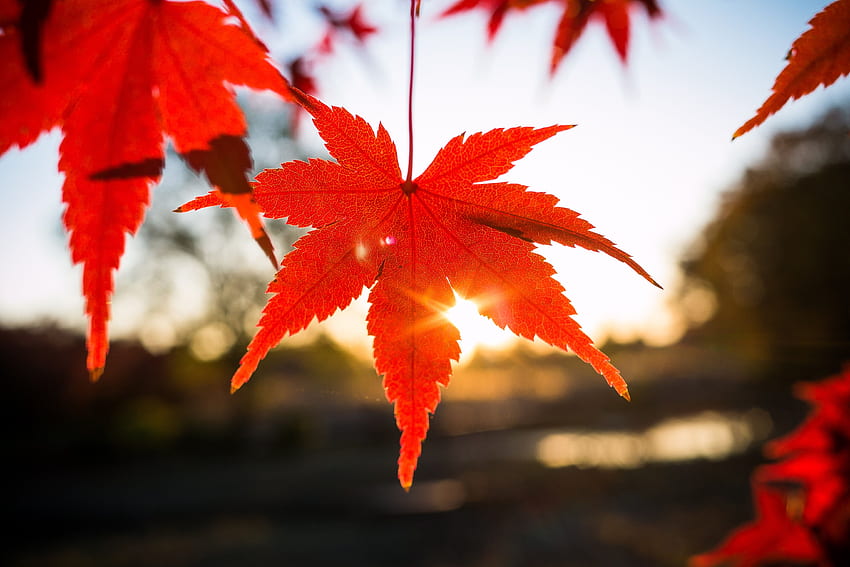 선택적 포커스 그래픽의 붉은 단풍잎, 일본 단풍잎 HD 월페이퍼
