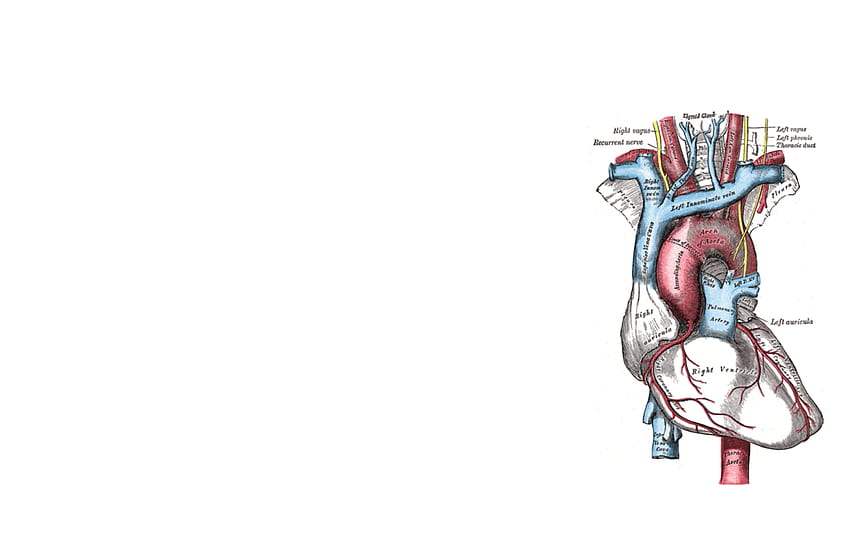Cardiology HD wallpaper