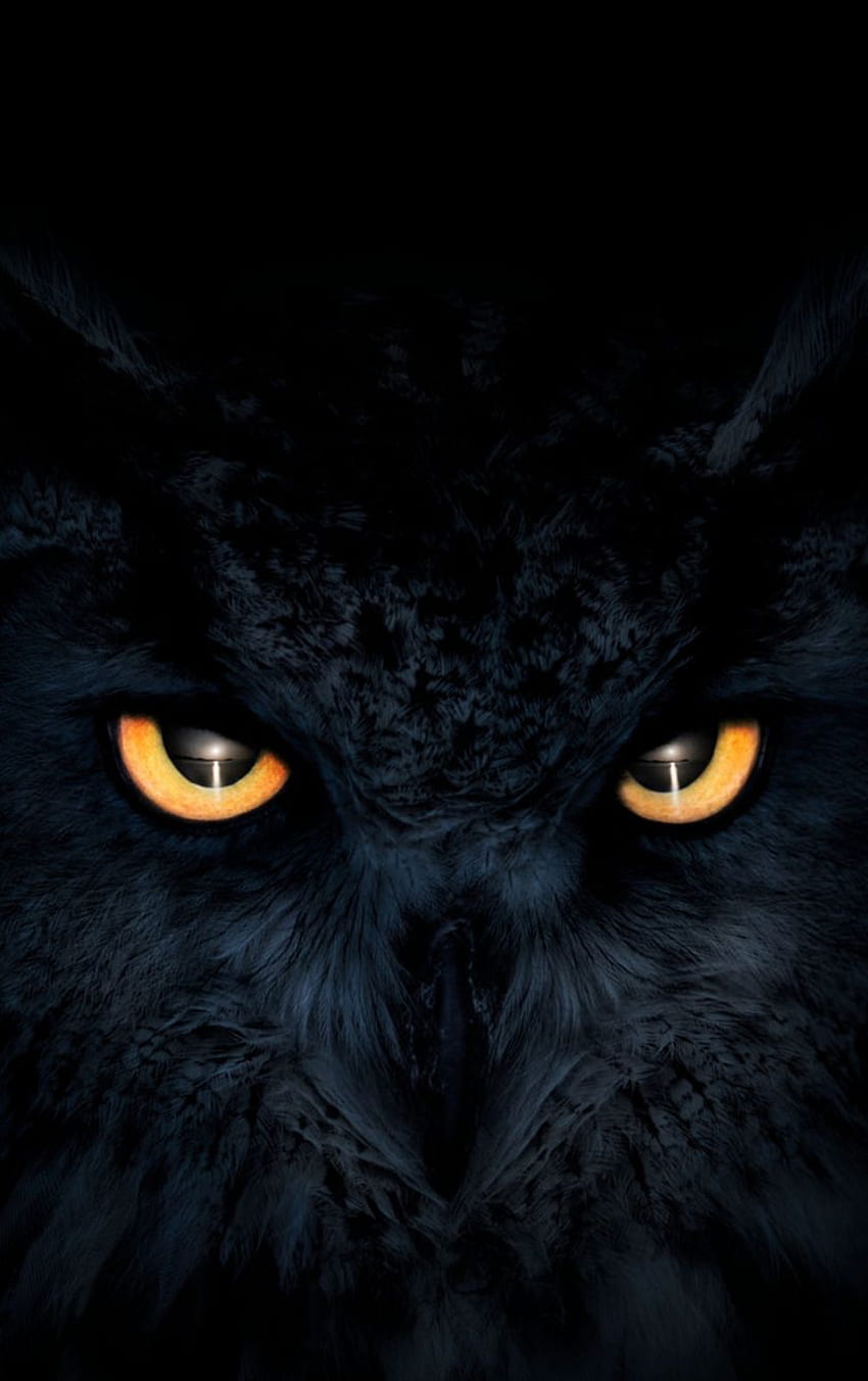 フクロウ、暗い、輝く目、銃口、Black Owl HD電話の壁紙