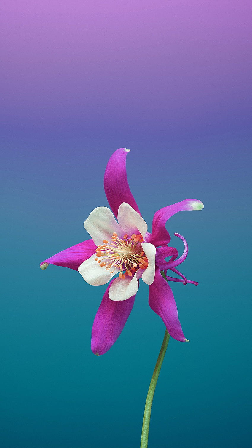 iPhone 6 . maçã ios11, arte de flores Papel de parede de celular HD