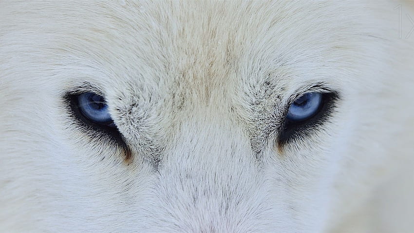 White wolf blue eyes, front view HD wallpaper