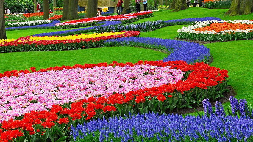 jardin, fleurs, nature, paysage, coloré, muscari / et fond mobile Fond d'écran HD