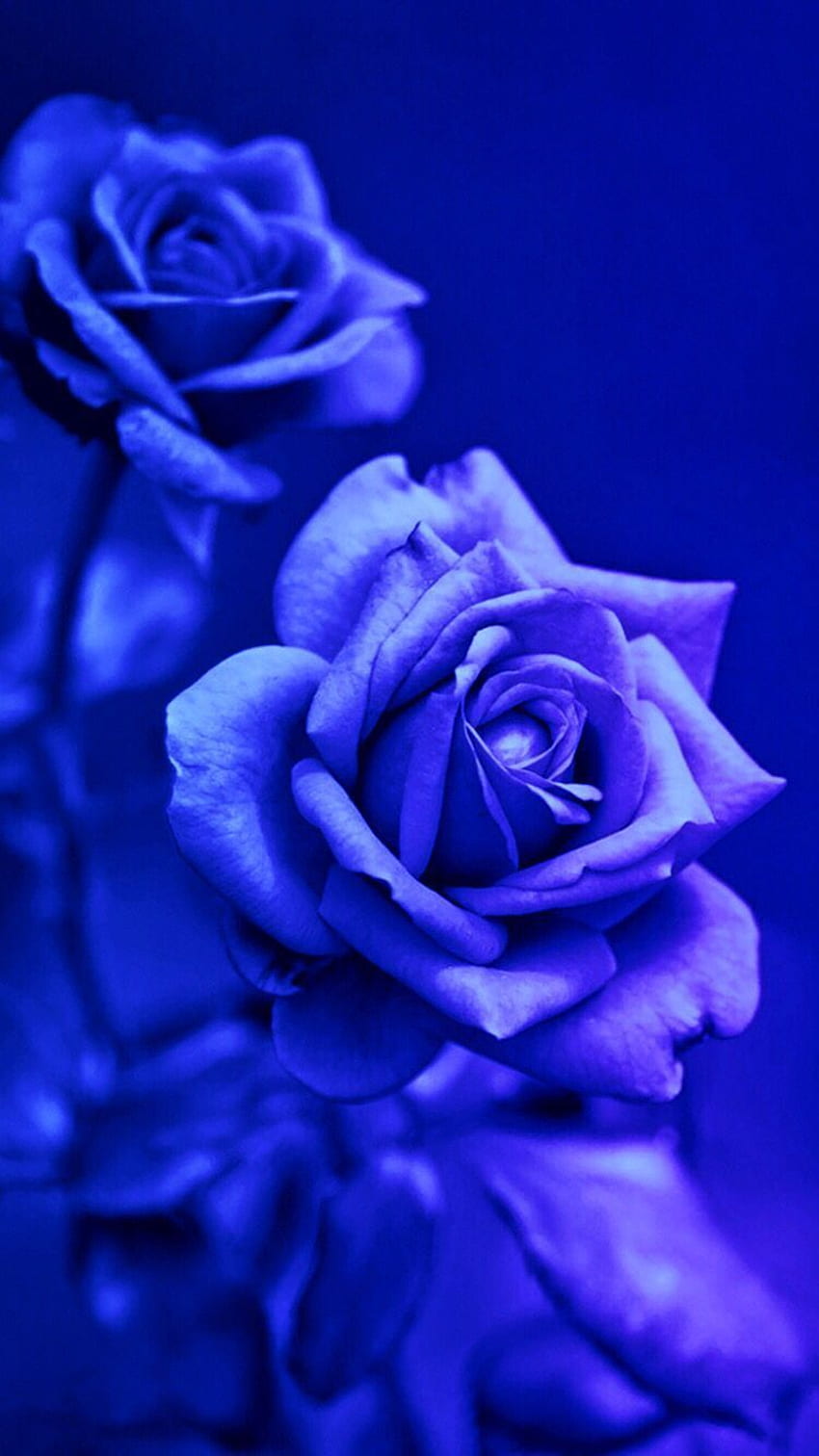 Light blue rose background HD wallpapers | Pxfuel