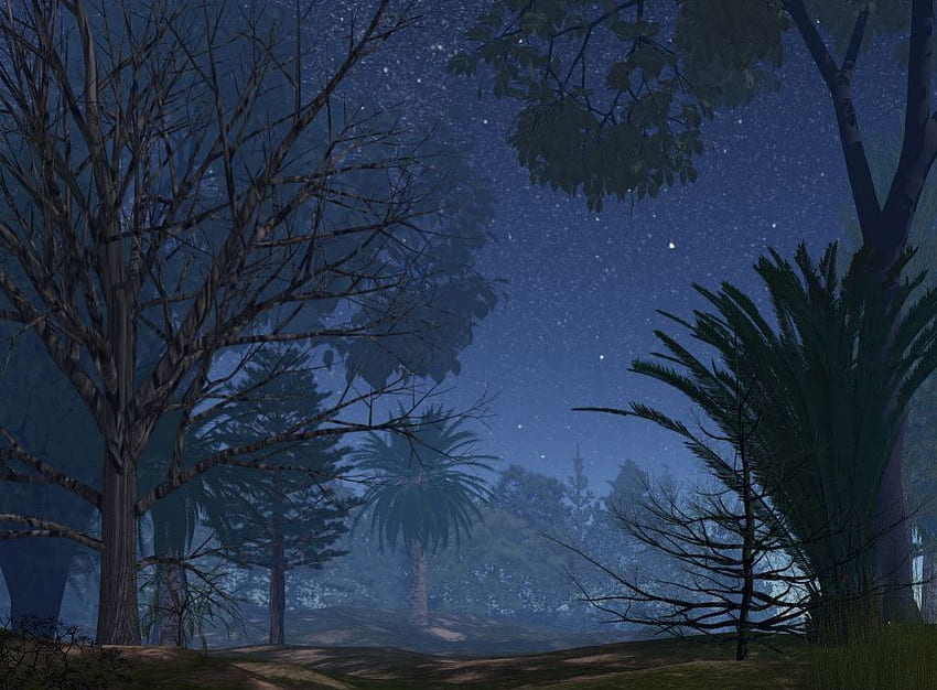 nebliger Wald, Bäume, 3D, neblig, Wald HD-Hintergrundbild