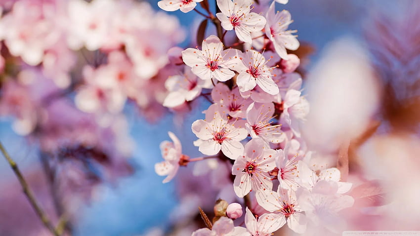 Cherry Blossom ❤ for • Dual Monitor HD duvar kağıdı