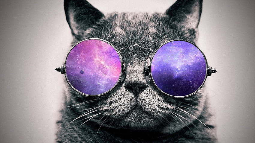 Gato Con Gafas De Sol - Gato Con Gafas -, Gato Moderno fondo de pantalla